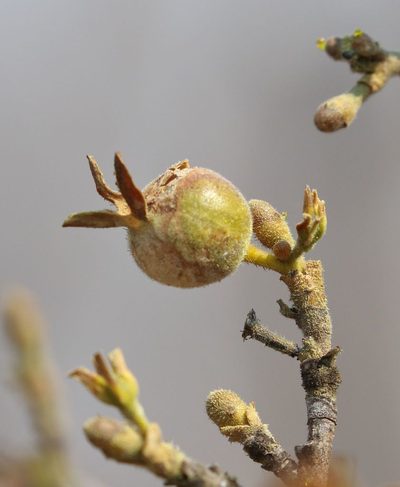 Gardenia resiniflua, photographed by Alan Manson