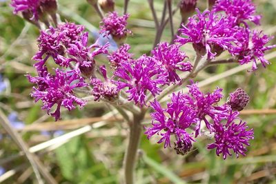 Hilliardiella hirsuta, photographed by Peter Warren