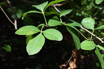 Searsia natalensis, photographed by Andrew Gillespie