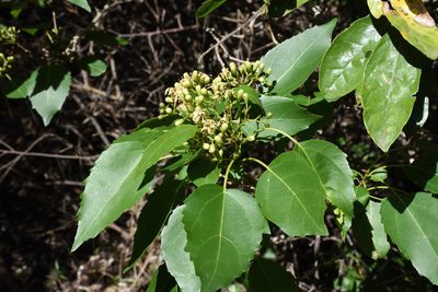 Cordia afra, photographed by Andrew Gillespie
