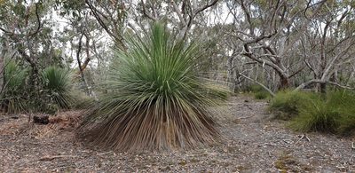 Xanthorrhoea semiplana, photographed by Andrew Thornhill