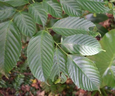 Leea guineensis, photographed by agujaceratops