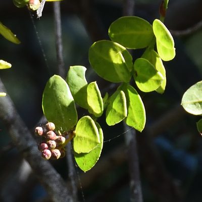 Rhoiacarpos capensis, photographed by Andrew Gillespie