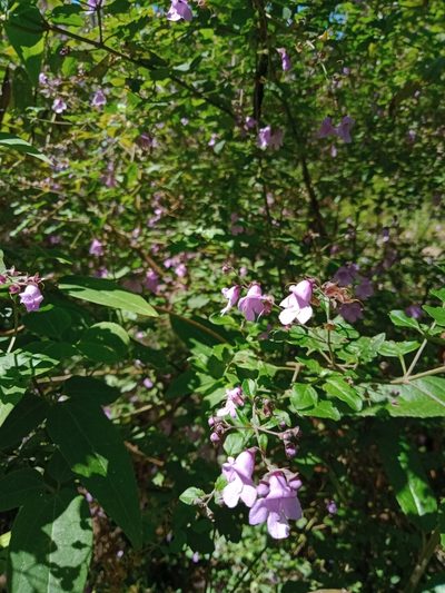 Prostanthera melissifolia, photographed by Nina Kerr