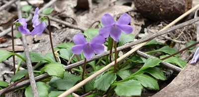 Viola sieberiana, photographed by Andrew Thornhill