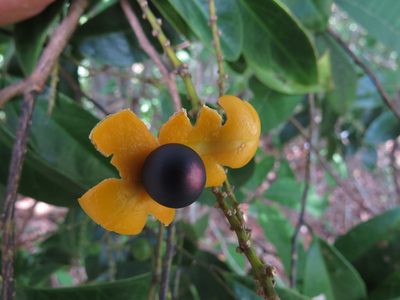 Xanthophyllum octandrum, photographed by kerrycoleman