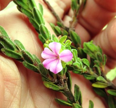 Acmadenia mundiana, photographed by linkie