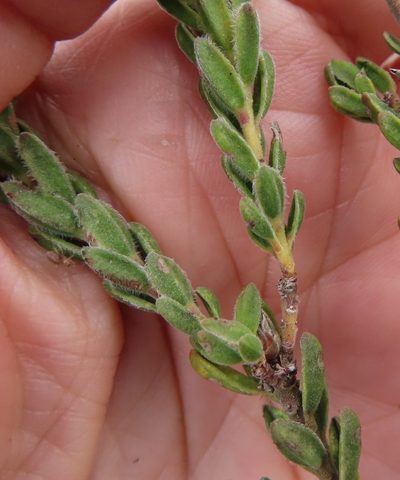 Acmadenia mundiana, photographed by linkie