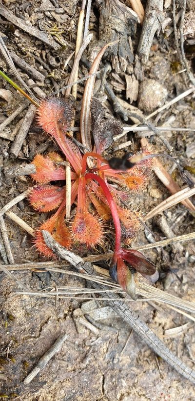 Drosera schmutzii, photographed by Andrew Thornhill