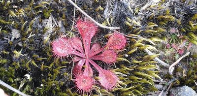 Drosera schmutzii, photographed by Andrew Thornhill