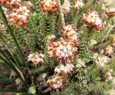 Erica bruniifolia, photographed by linkie