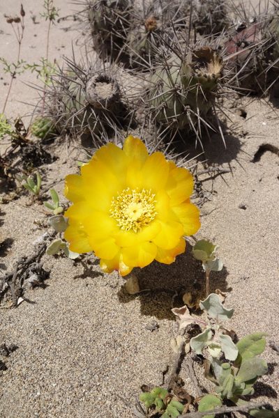 Cumulopuntia sphaerica, photographed by Thibaud Aronson