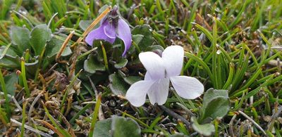 Viola sieberiana, photographed by Andrew Thornhill