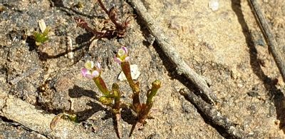 Stylidium despectum, photographed by Andrew Thornhill