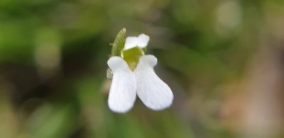 Stylidium perpusillum, photographed by Andrew Thornhill
