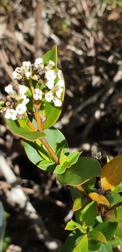 Logania ovata, photographed by Andrew Thornhill
