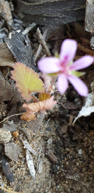 Pelargonium littorale, photographed by Andrew Thornhill