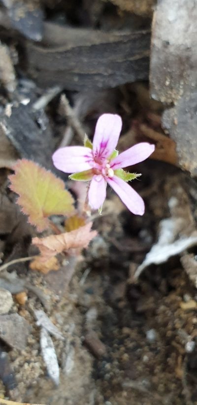 Pelargonium littorale, photographed by Andrew Thornhill