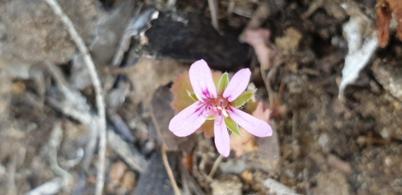 Pelargonium littorale, photographed by Andrew Thornhill