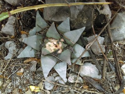 Ariocarpus retusus, photographed by Jose Antonio Aranda Pineda