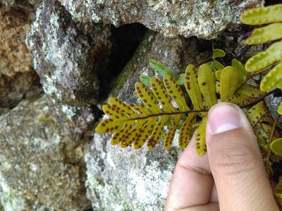 Pleopeltis guttata, photographed by Jose Antonio Aranda Pineda