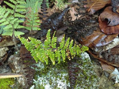 Myriopteris myriophylla, photographed by Jose Antonio Aranda Pineda