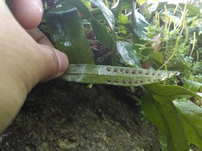 Pleopeltis crassinervata, photographed by Jose Antonio Aranda Pineda