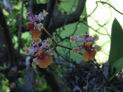 Trichocentrum cosymbephorum, photographed by Tereso Hernández Morales