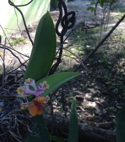 Trichocentrum cosymbephorum, photographed by Tereso Hernández Morales