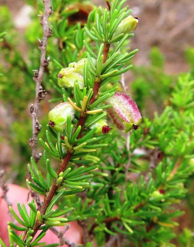 Cliffortia burgersii, photographed by linkie