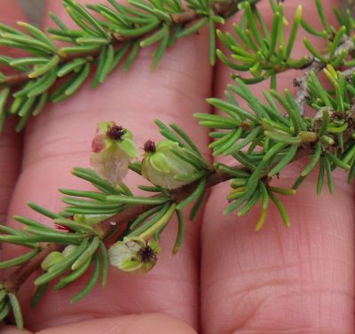Cliffortia burgersii, photographed by linkie
