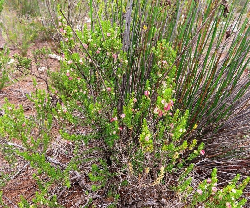 Cliffortia burgersii, photographed by linkie