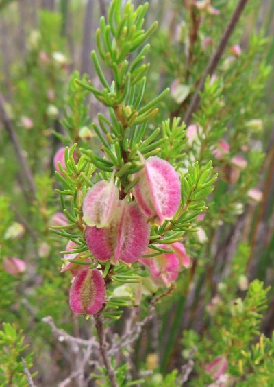 Cliffortia burgersii, photographed by linkie