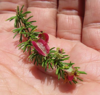 Cliffortia burgersii, photographed by linkie
