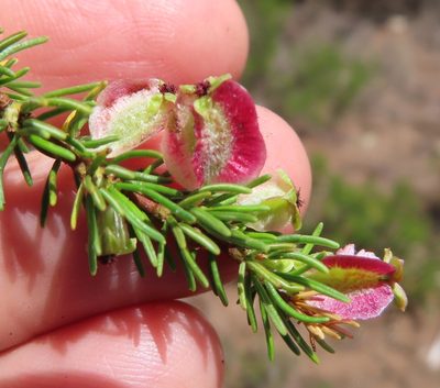 Cliffortia burgersii, photographed by linkie