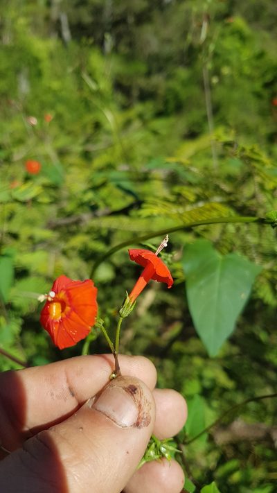 Ipomoea cholulensis, photographed by Eugenio Padilla