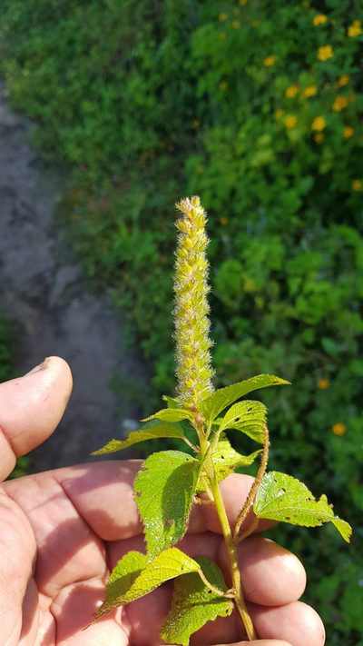 Acalypha membranacea, photographed by Eugenio Padilla