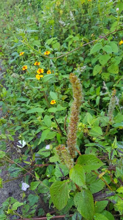 Acalypha membranacea, photographed by Eugenio Padilla