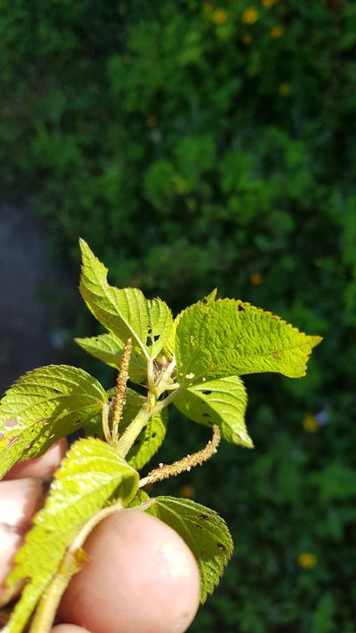 Acalypha membranacea, photographed by Eugenio Padilla