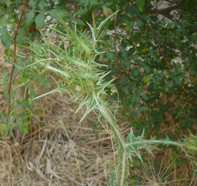 Scolymus maculatus, photographed by Even Dankowicz