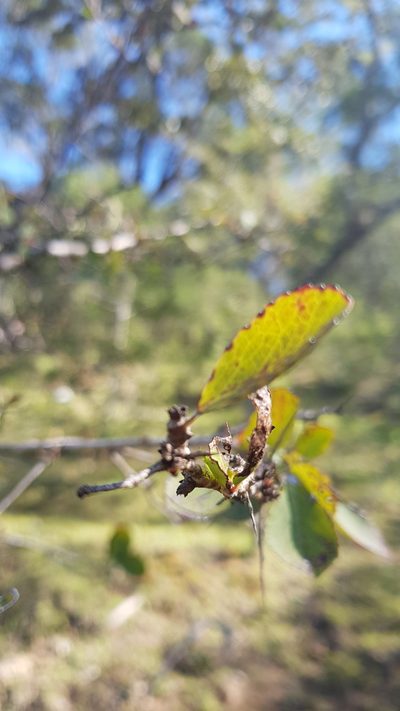 Xylosma panamensis, photographed by Eugenio Padilla