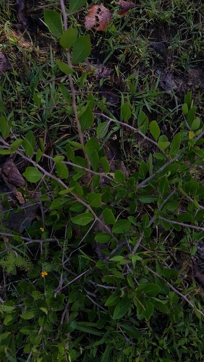 Xylosma panamensis, photographed by Eugenio Padilla