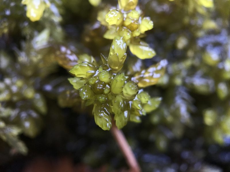 Sphagnum subsecundum, photographed by Andrew Melton