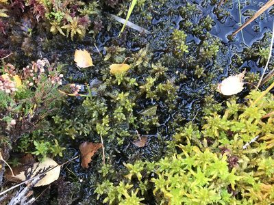 Sphagnum subsecundum, photographed by Andrew Melton