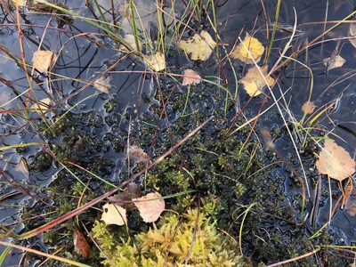 Sphagnum subsecundum, photographed by Andrew Melton