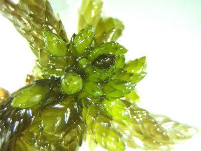Sphagnum subsecundum, photographed by Andrew Melton
