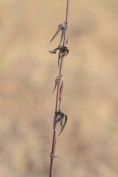Ceropegia kolarensis, photographed by S.MORE