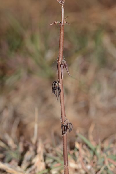 Ceropegia kolarensis, photographed by S.MORE