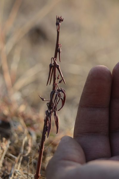 Ceropegia kolarensis, photographed by S.MORE