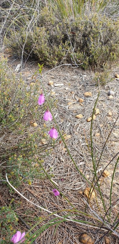 Tetratheca halmaturina, photographed by Andrew Thornhill